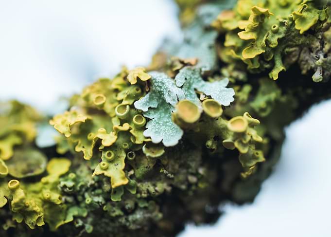Lichen 4
