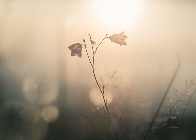 Morning flower