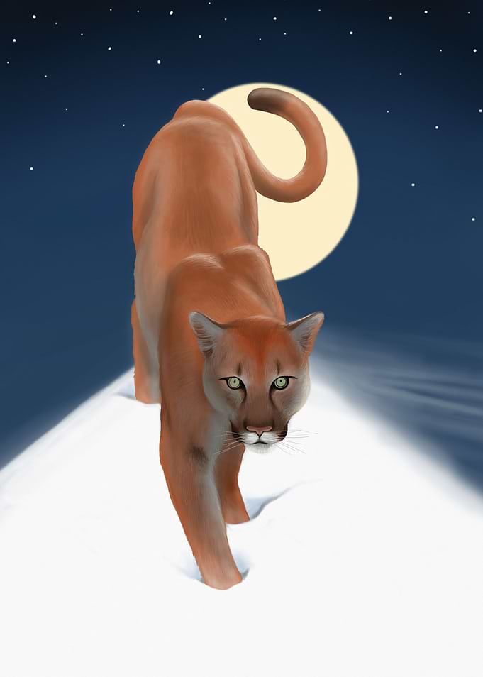 Puma Mountain Lion