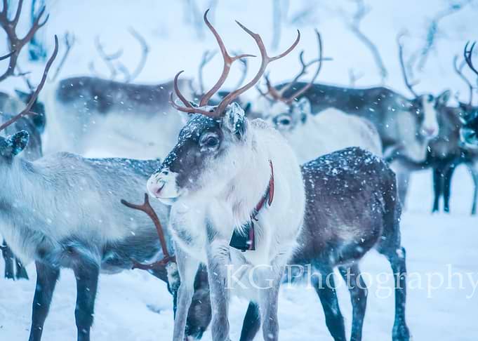 Reindeers
