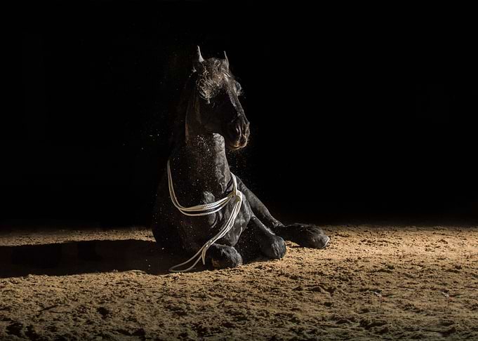 Black horse in the dark8