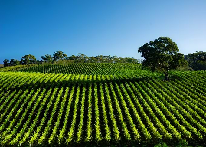 Adelaide Agricultural Agri