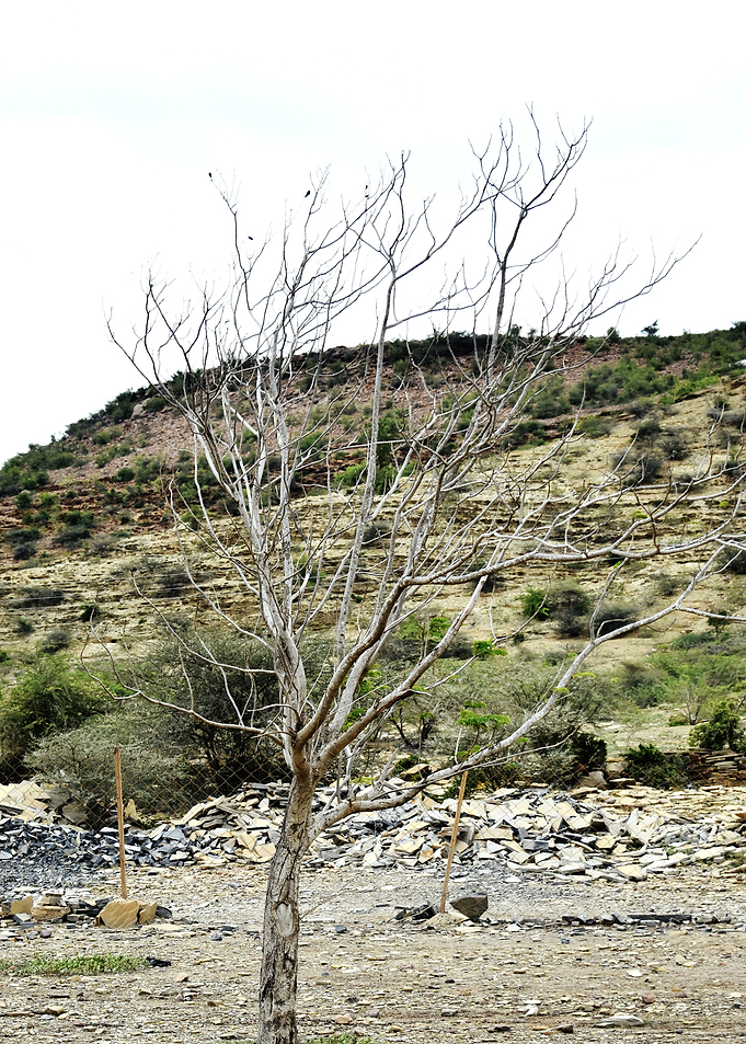 Dried Plant