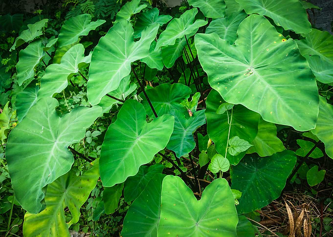 beautiful leaf scenery