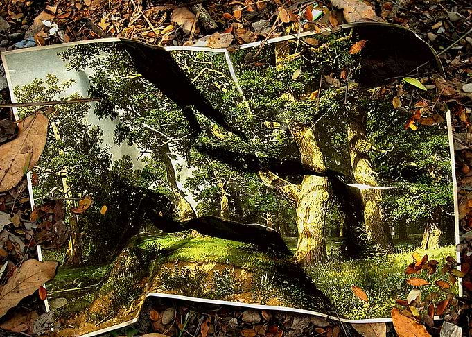 landscape 1