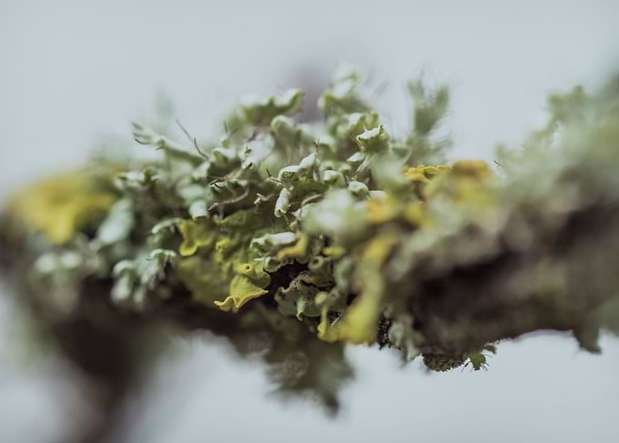 Lichen 1
