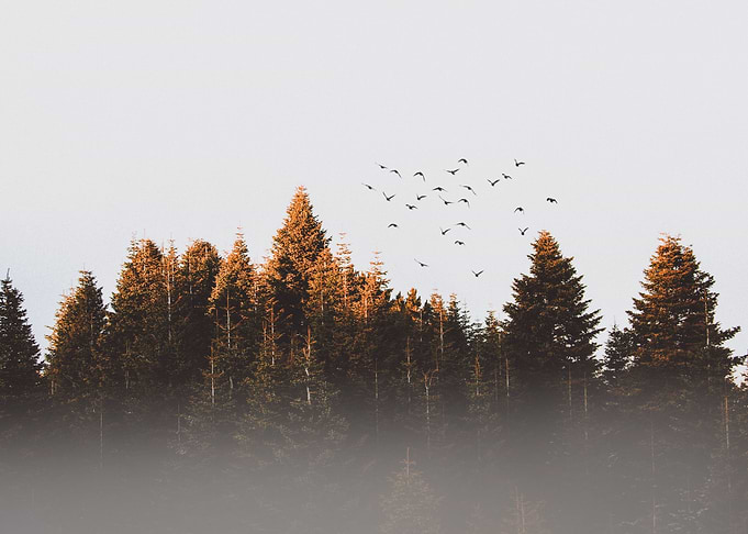 the wood