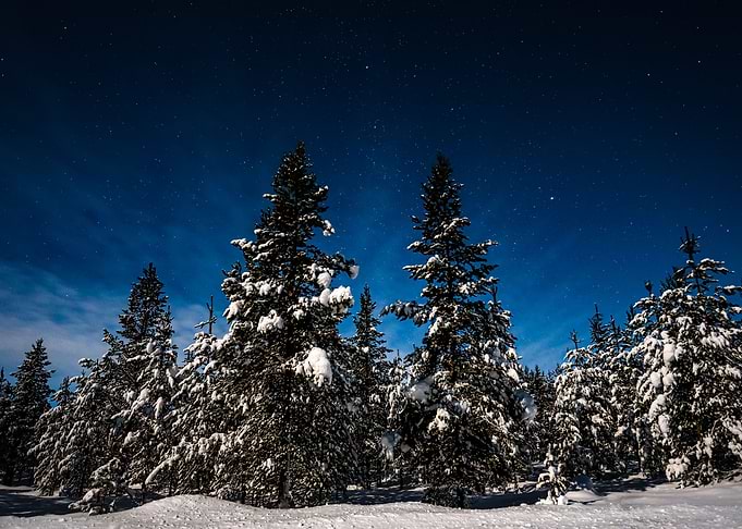 Full moon forest