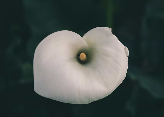 Eye of the Flower