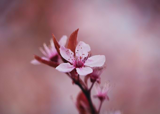 Welcome Spring