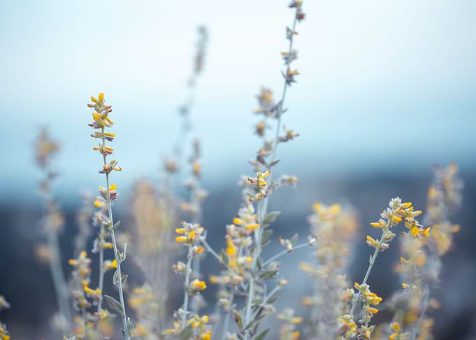 Unusual Outdoor Meadow