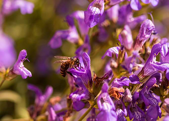Bee 2
