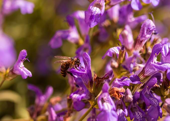Bee 2