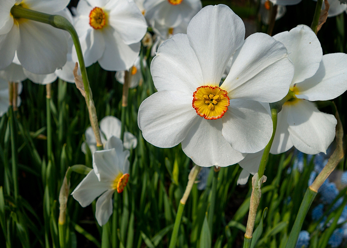 cluster paperwhite flowers