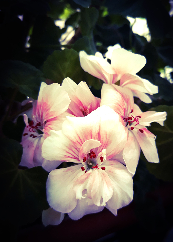 Geranium