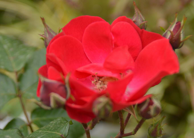 Flower Red Garden Fleur