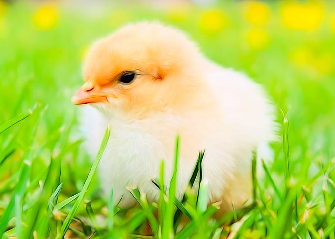 Cute Chick