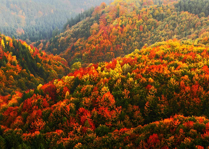 Aerial Air Autumn Backgrou