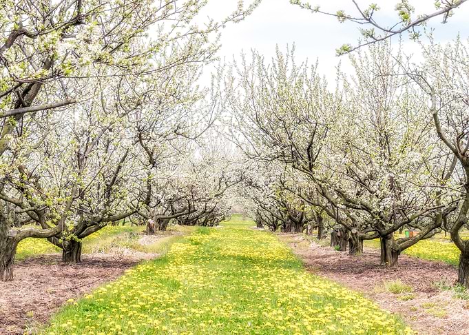 Spring Blossoms