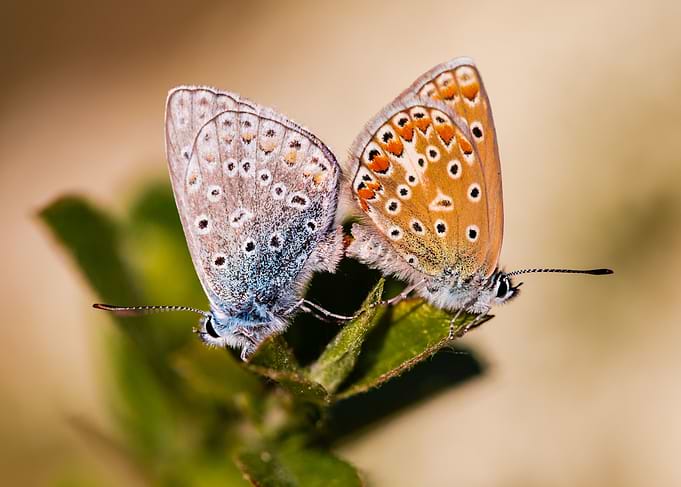 Butterfly argus bleu