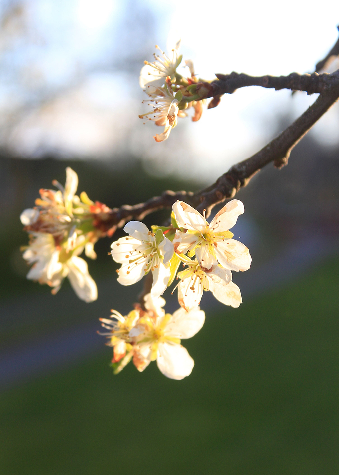 Flower branch