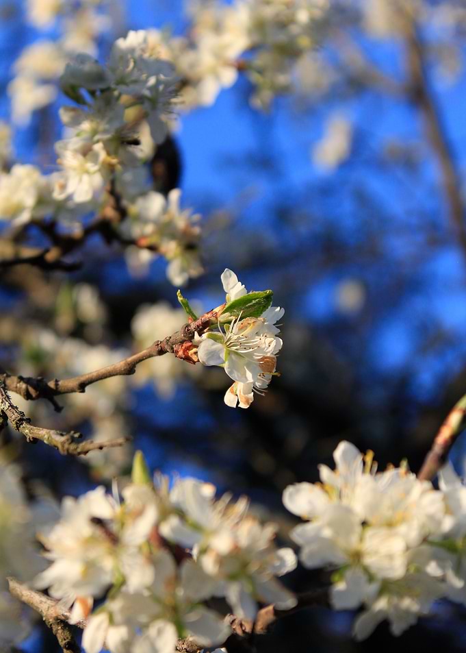 Blue sky flowers