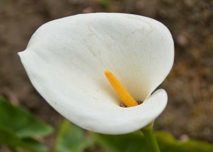 Flower White Garden