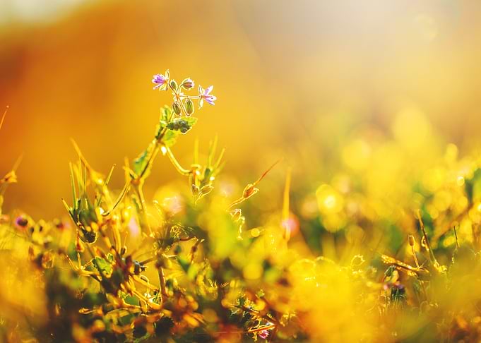 Outdoor Sunlight Meadow