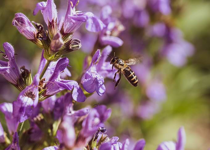 Bee 5