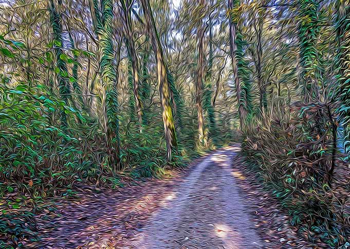 Country road in a forest