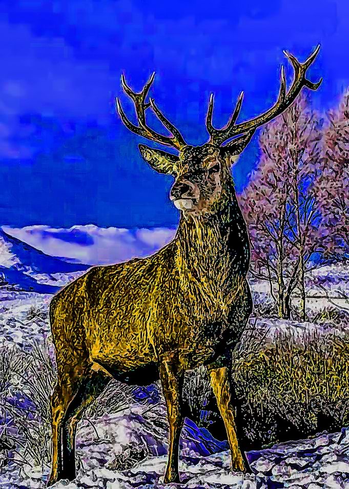 Animal 52