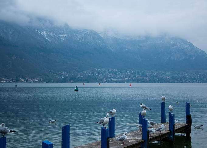 Annecy lake seagulls