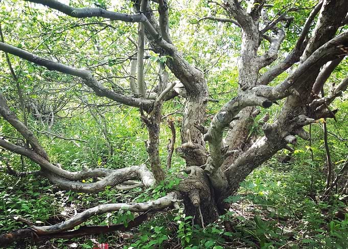 Twisted Tree