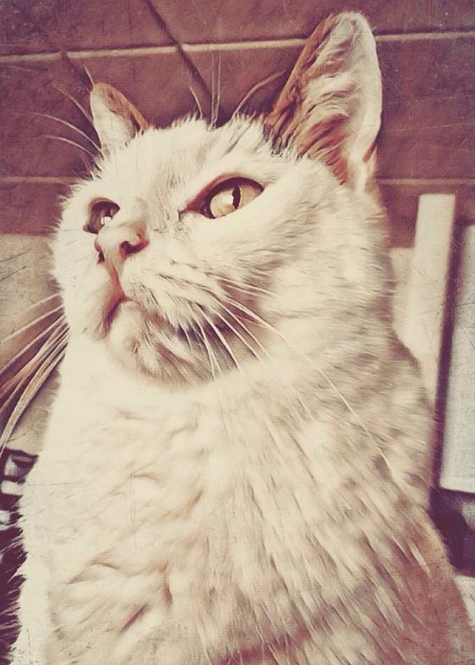 Cat Portrait