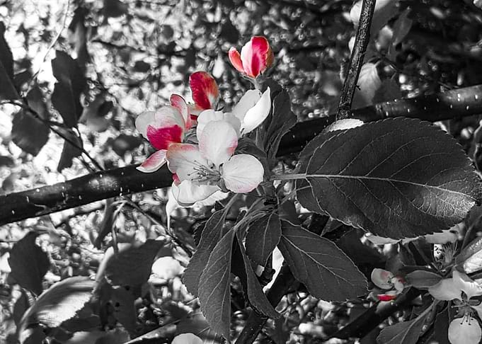 Blossoming Tree