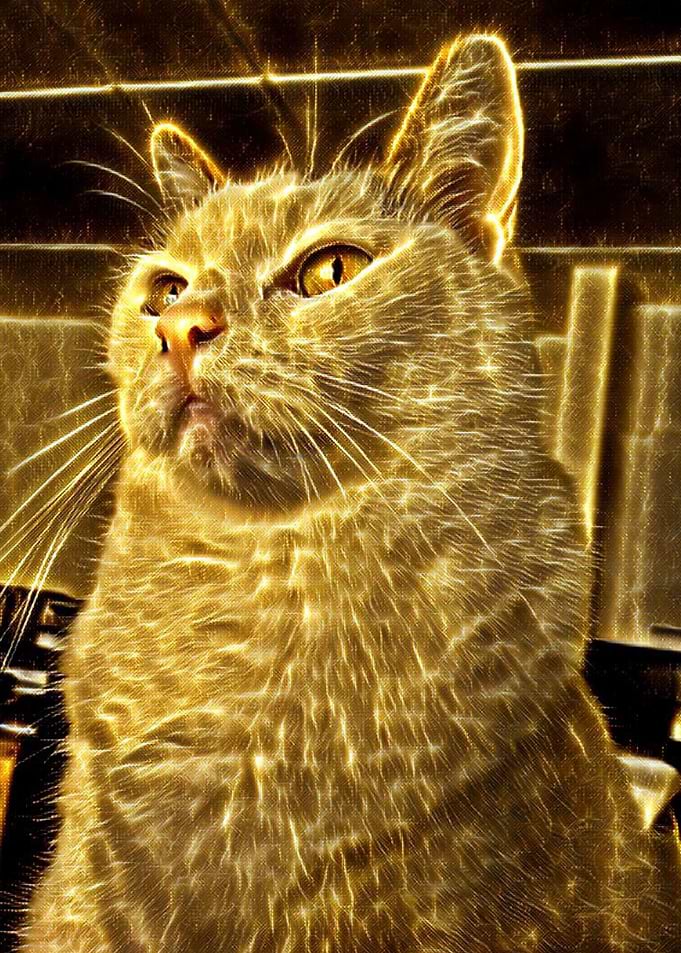 Golden Cat