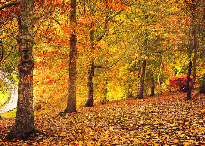 Australia Autumn Beauty Ca