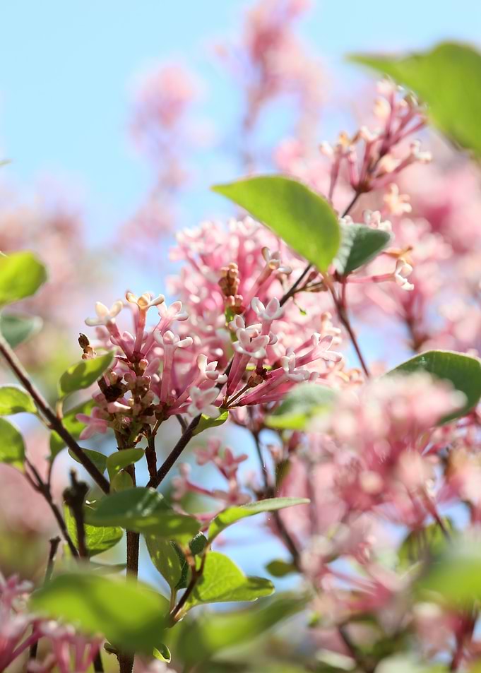 Syringa vulgaris oleaceae