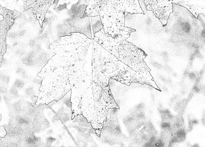 Red Maple Leaf
