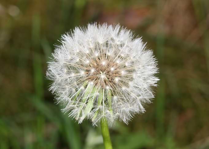 Blowball wild flower