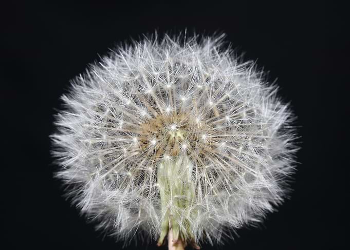 Blowball wild flower