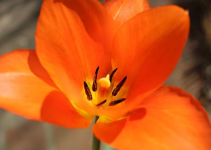 Orange Tulip
