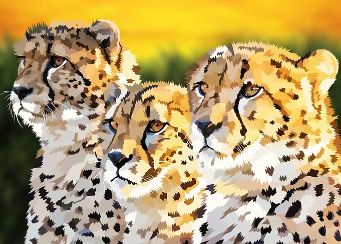Three cheetahs