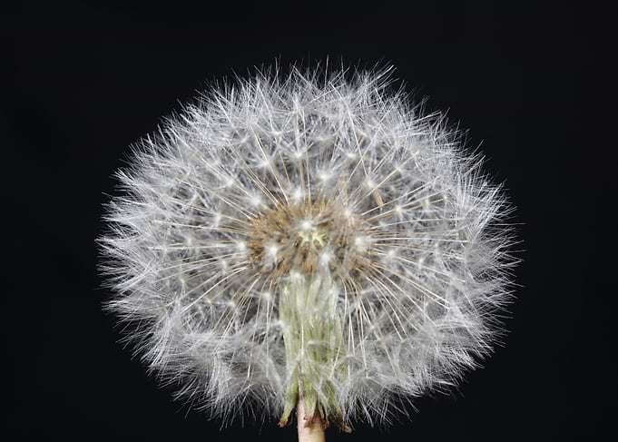 Blowball wild flower