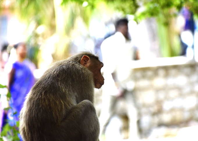 A Monkey