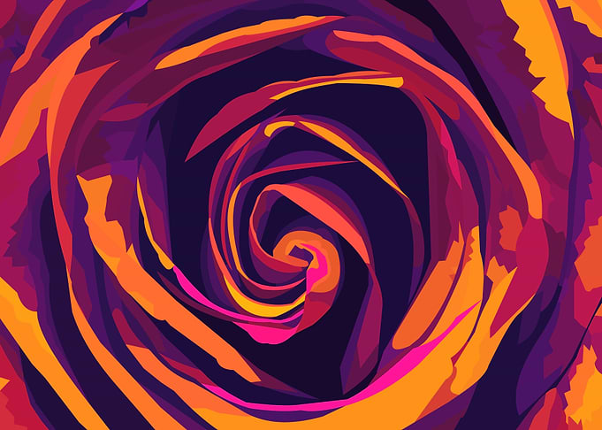 Rainbow rose closeup