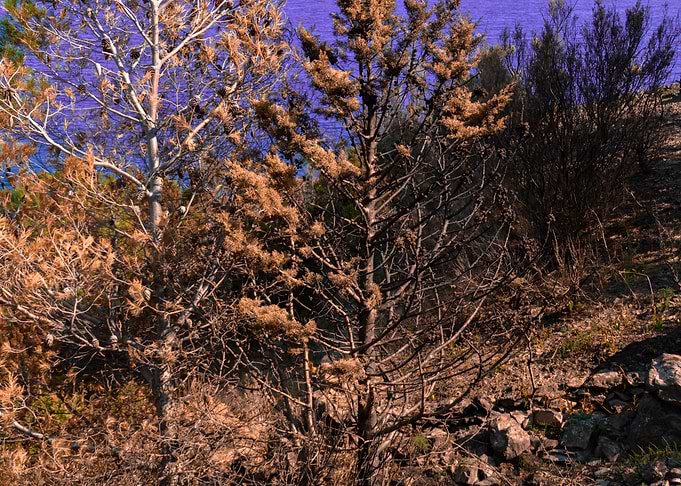 Leafless Trees