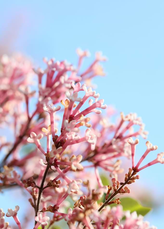 Syringa vulgaris oleaceae
