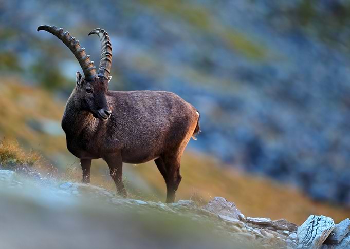 Wildlife Landscape Animal