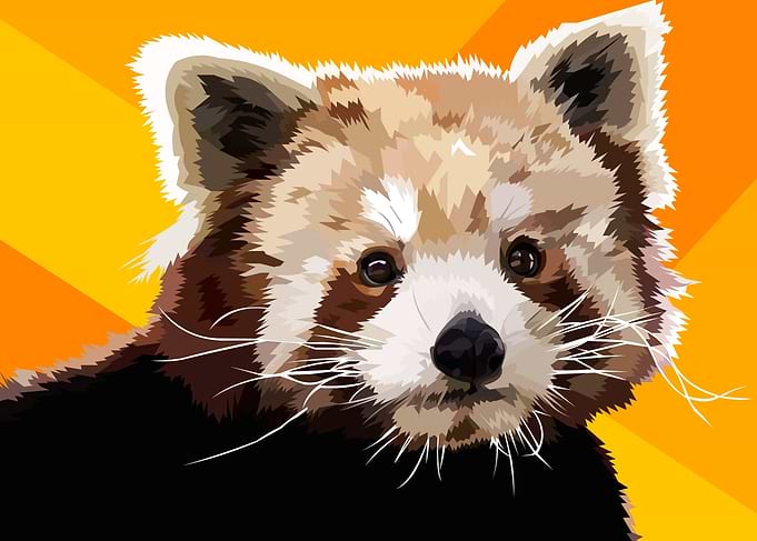 Red Panda yellow orange